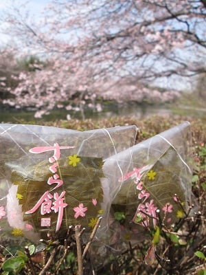 東京インテリアデザインセンター/家具/インテリア/栃木県鹿沼市/公園/桜/花