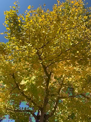 秋　花　木　いちょう　イチョウ