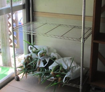 スマイルベジタブル和久井/トウモロコシ/野菜ソムリエ/東京インテリア/東京デザインセンター/家具/栃木県鹿沼市