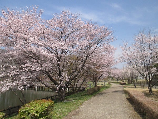 東京インテリアデザインセンター/家具/インテリア/栃木県鹿沼市/公園/桜/花