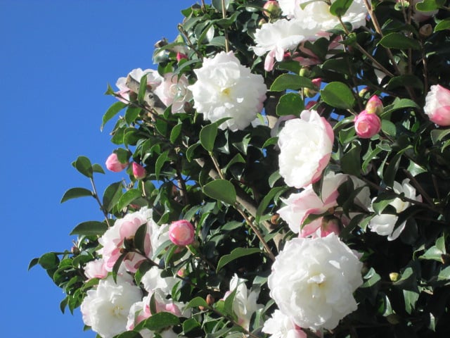 山茶花/東京インテリア/東京デザインセンター/家具/インテリア/栃木県鹿沼市/花