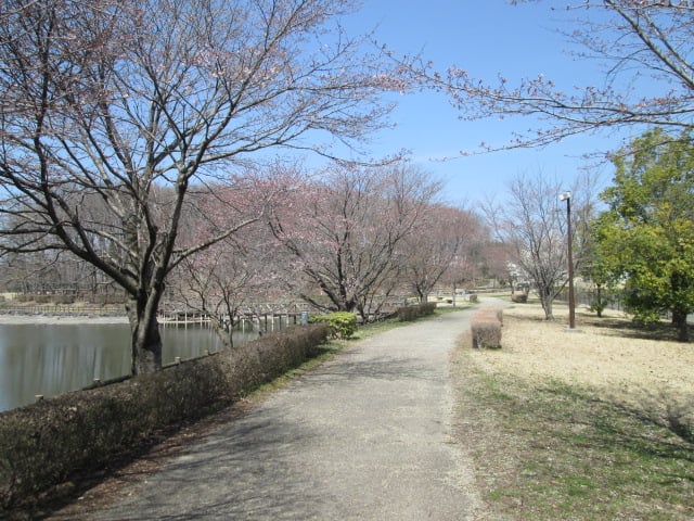 東京インテリアデザインセンター/家具/インテリア/栃木県鹿沼市/桜/公園