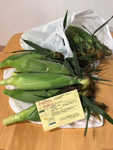 とうもろこし　トウモロコシ　スマイルベジタブル和久井　鹿沼　東京インテリア　東京デザインセンター　インテリア専門ショールーム　家具　雑貨　栃木県