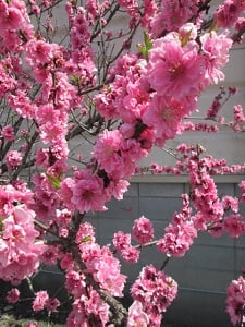東京インテリアデザインセンター/家具/インテリア/栃木県鹿沼市/桜/公園