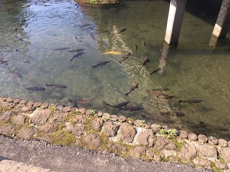 栃木市　巴波川　蔵の街　コーヒータウン　