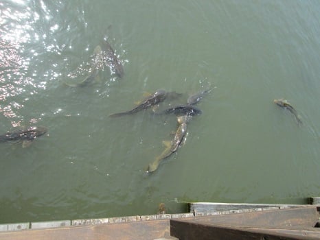 東京インテリアデザインセンター/家具/インテリア/栃木県鹿沼市/桜/公園