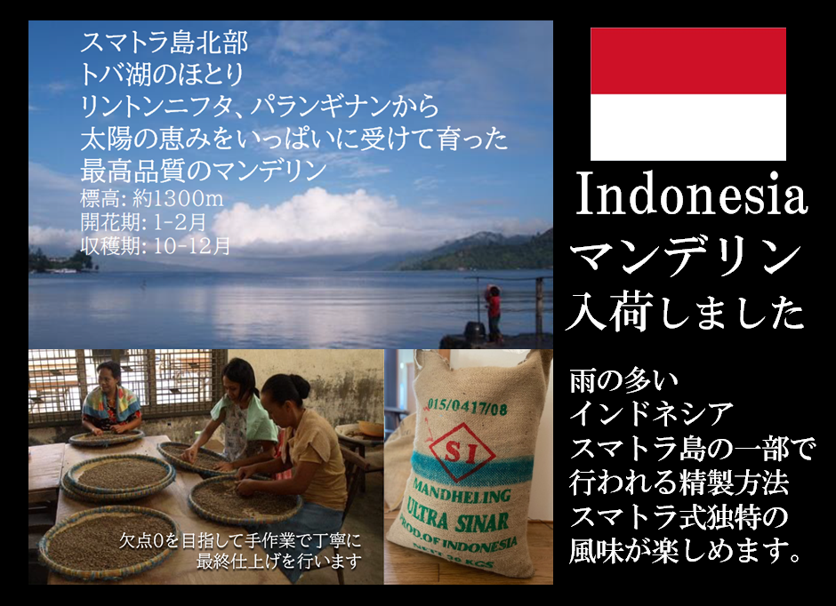 究極のマンデリンMandheling Sinar 入荷しました｡