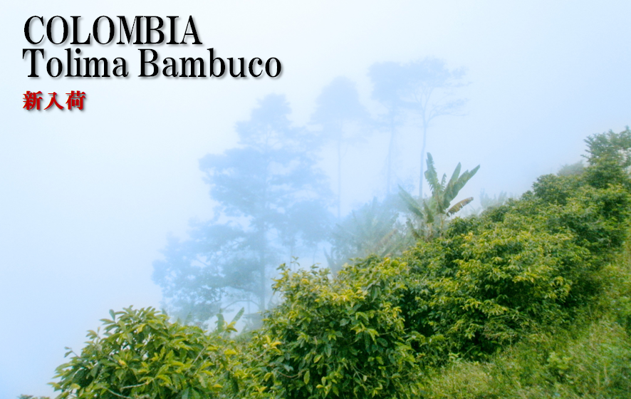久々のコロンビア珈琲!! 2/24販売開始です。