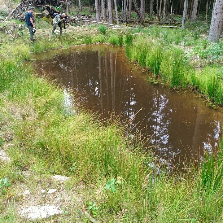 Hier entstehen tolle Bilder verschiedener Libellen Foto: Ramona Schröppel