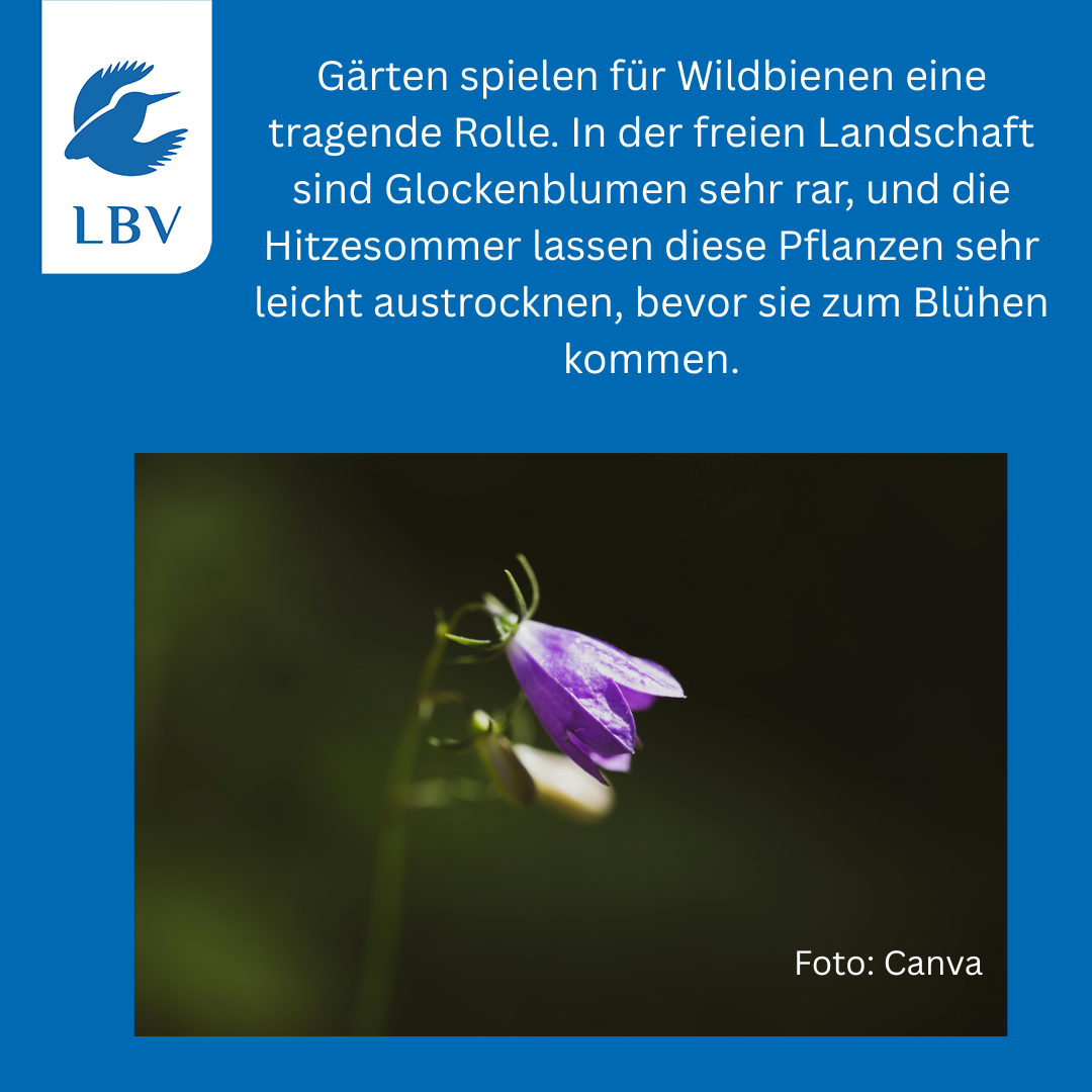 Text Roland Bönisch