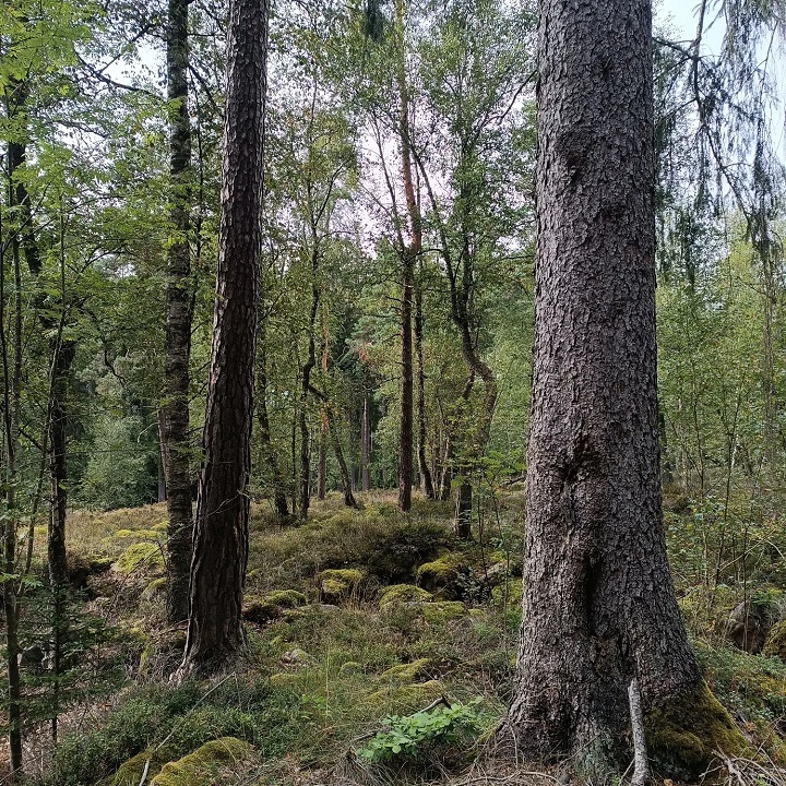 Karpatenbirken auf Blockschutt Foto: Ramona Schröppel