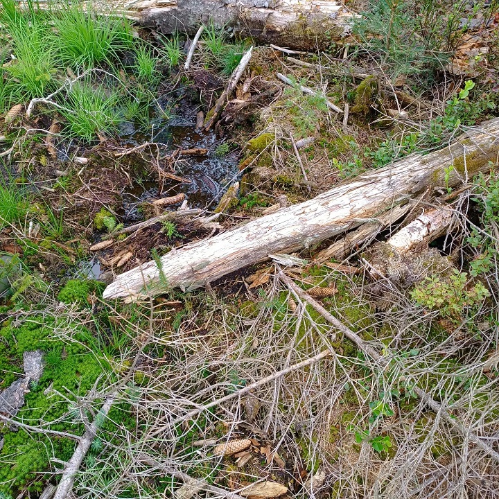 Foto: Ramona Schröppel