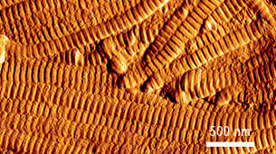 Dermis Foto mikroskopische Ansicht