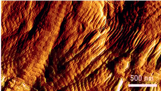 Cutimed Epiona mikroskopische Ansicht