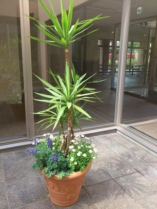 寄せ植え：中庭