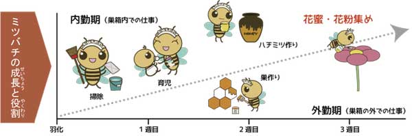ミツバチの成長と役割