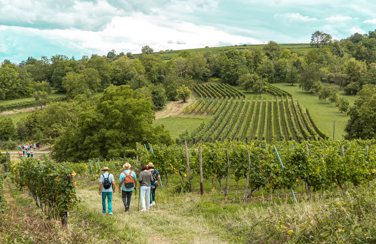 Promenade gastronomique du Schenkenberg à Obernai