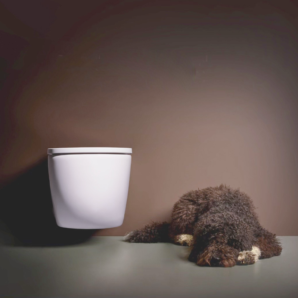 Hund schläft neben Toilette