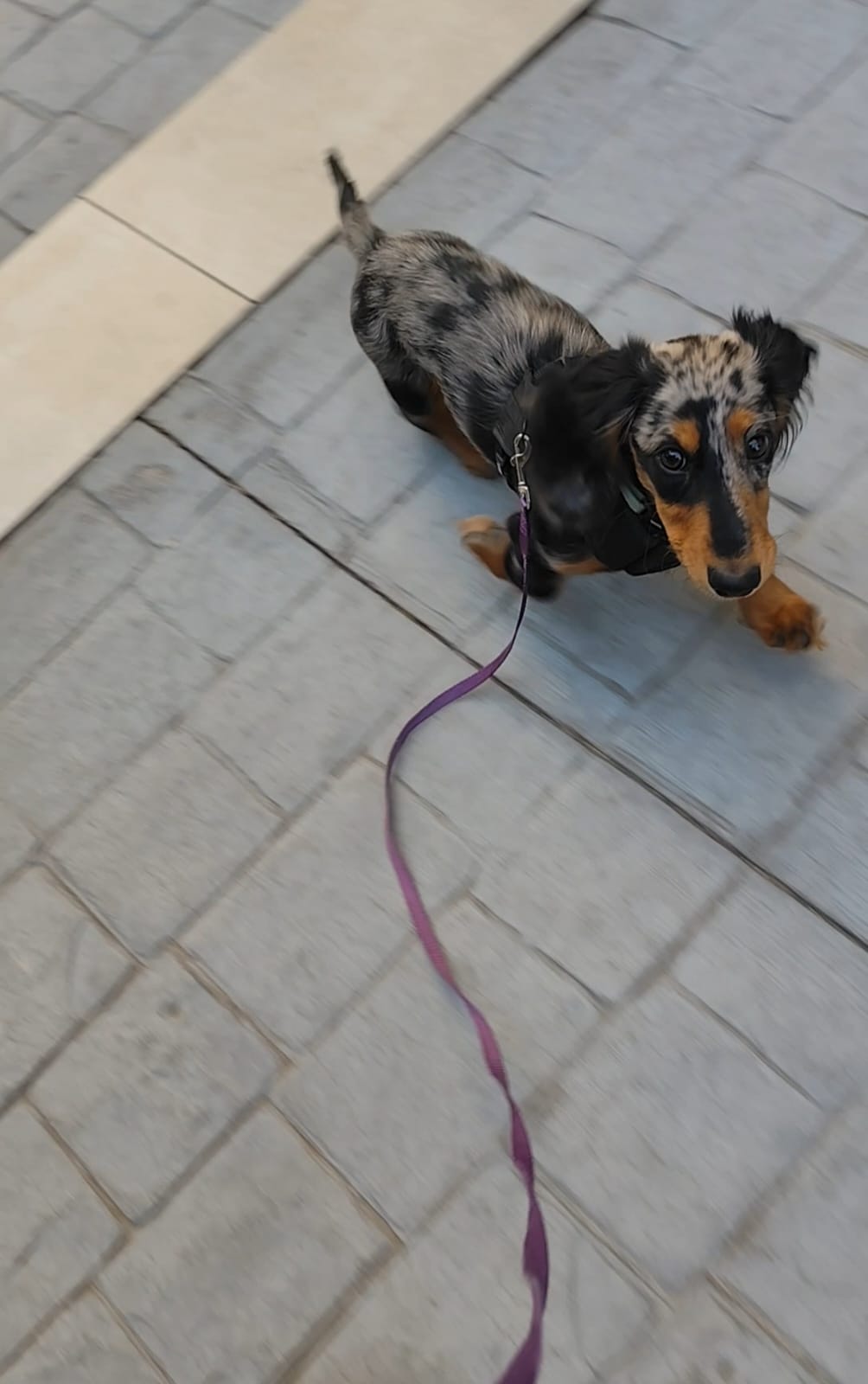 Trabajando el paseo con correa relajada