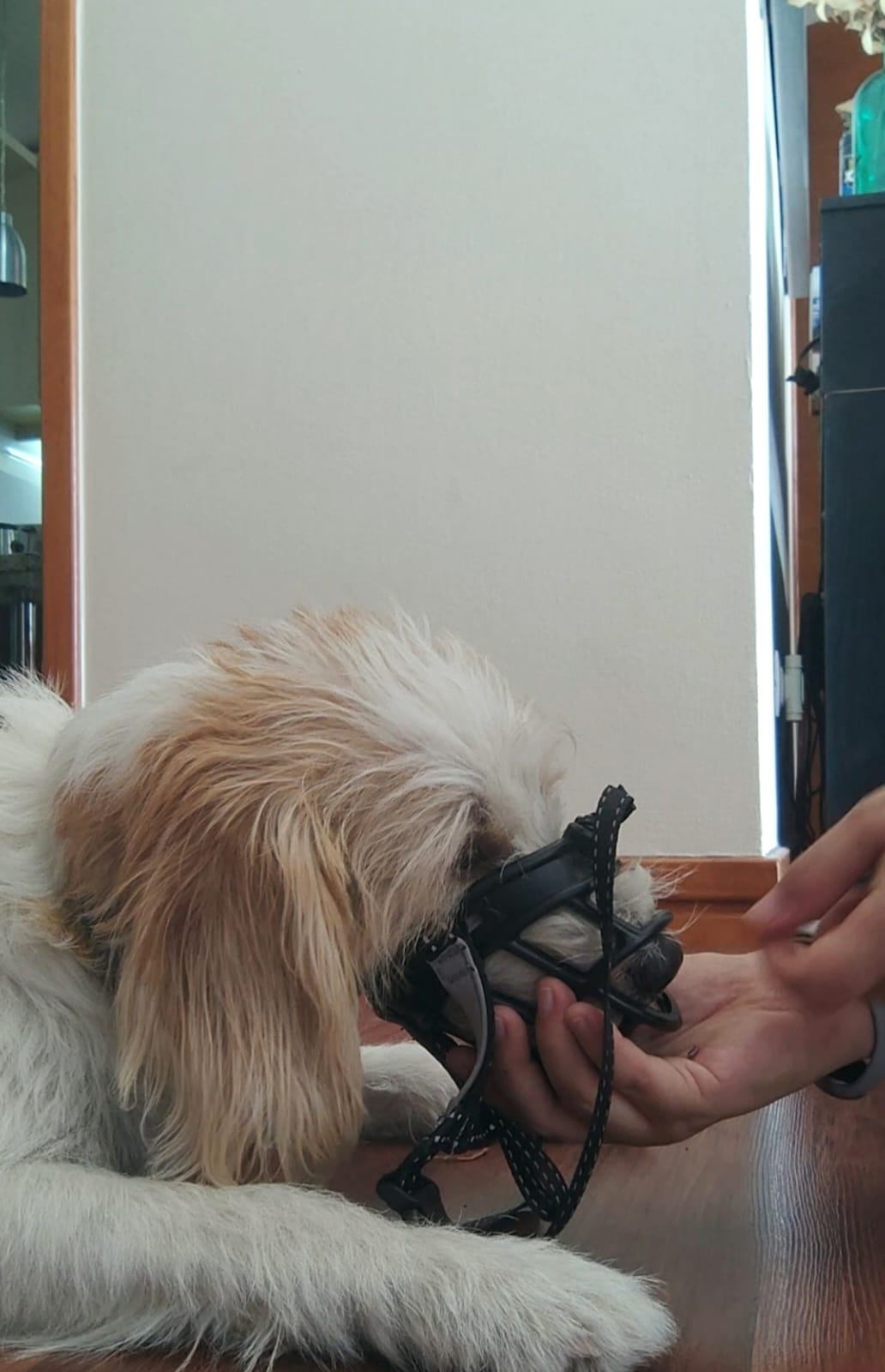 Introducción al bozal