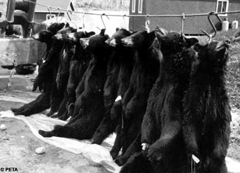 peaux fourrure ours brun noir canada bearskin bear skin