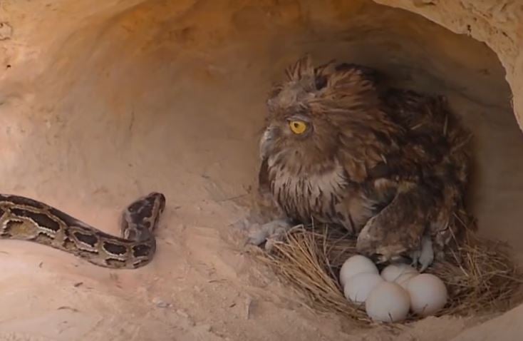 La cruauté cachée derrière les faux sauvetages d'animaux