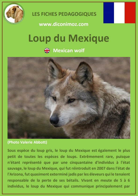 loup du mexique fiche pédagogique pdf à télécharger et a imprimer pour la maison ou pour l'école mexican wolf