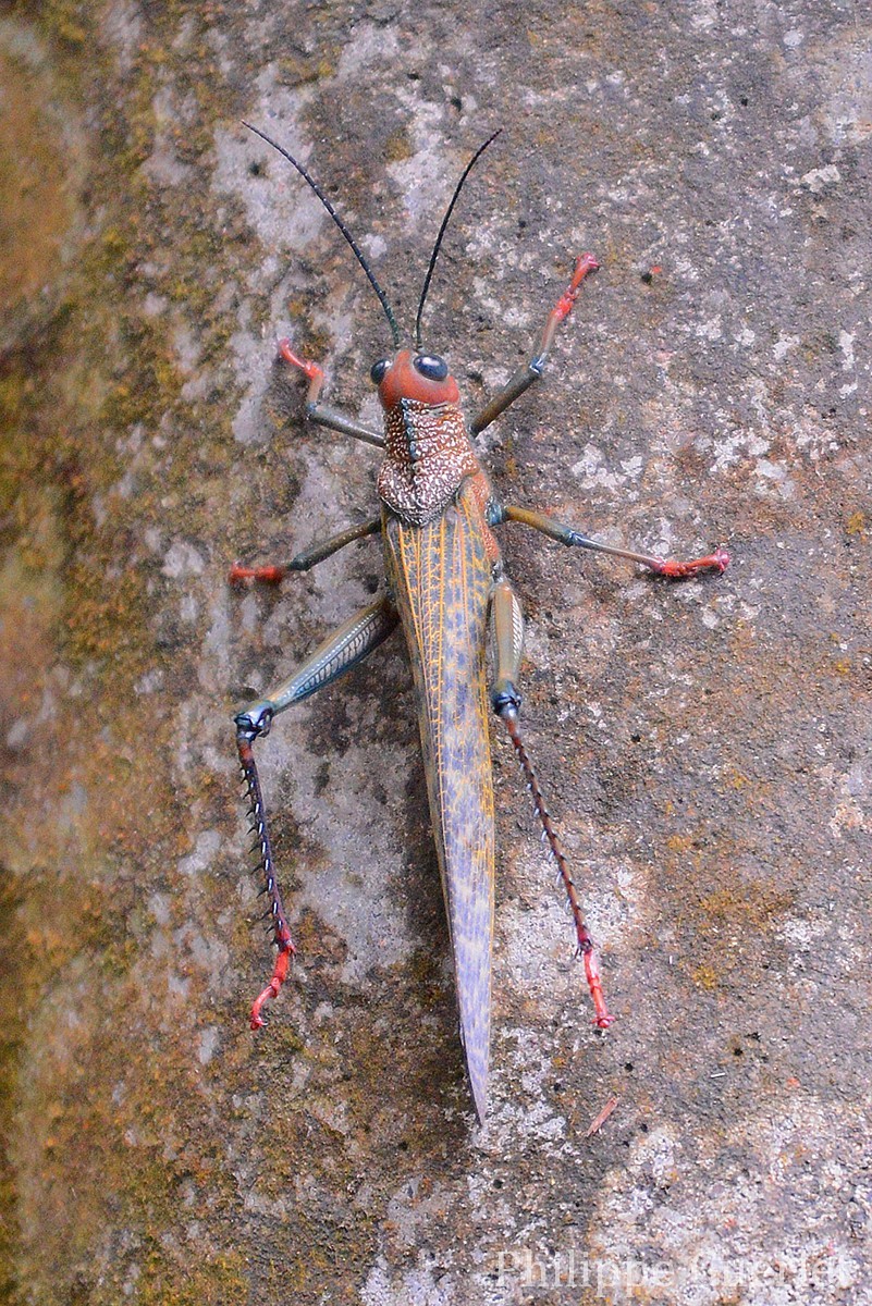 Fiches animaux sauterelle geante a ailes rouges