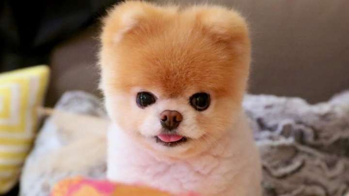 animaux celebre boo le chien