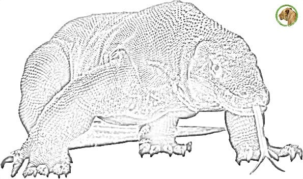coloriage animaux dragon de komodo