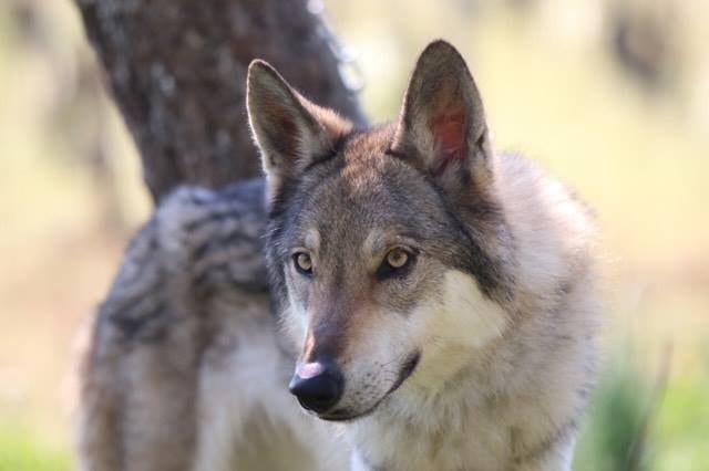 chien loup tchecoslovaque race chien fiche identité caractere comportement origine