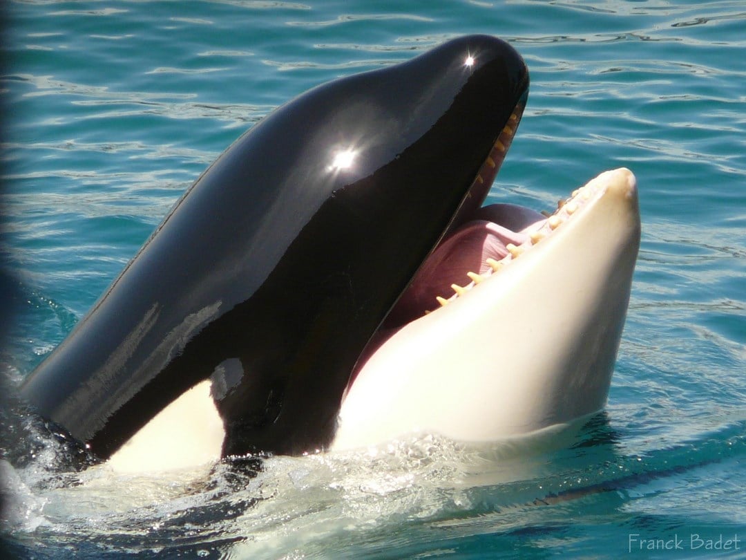 Quel avenir pour les deux orques du Marineland d’Antibes, après la fermeture du parc en 2025 ?