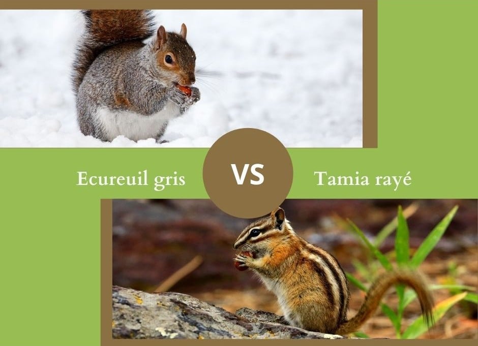 Savez vous différencier l'écureuil gris du tamia rayé ?