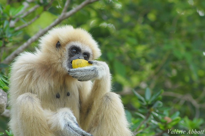 gibbon mains blanches