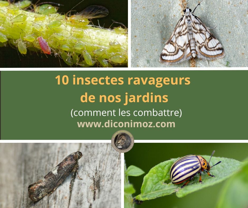 10 insectes ravageurs de nos jardins : comment les combattre ?