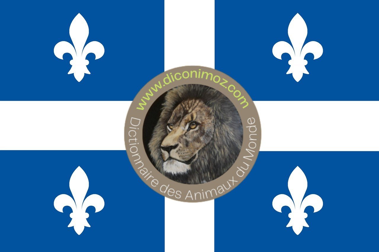 Diconimoz a un petit message, pour ses internautes Québécois de plus en plus nombreux !