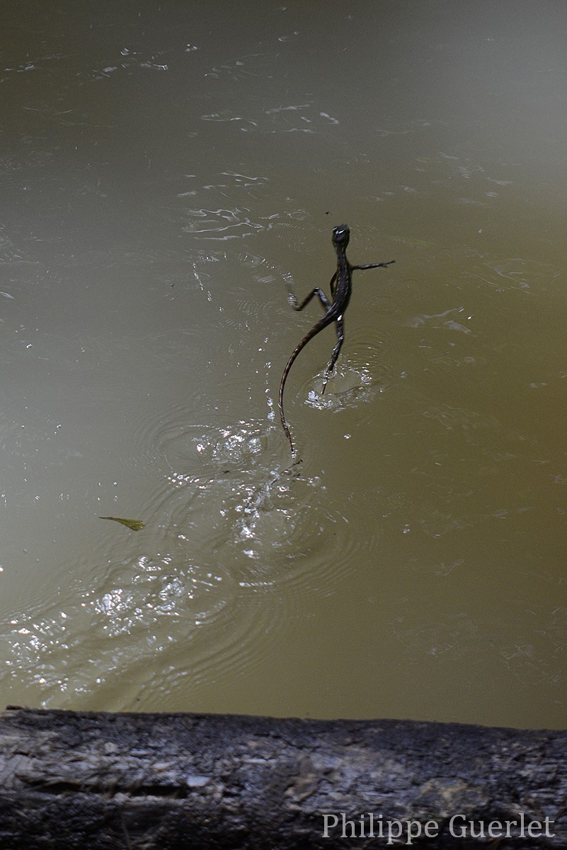 Fiches Animaux lézard Jésus