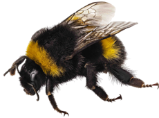 bourdon  image  transparent insectes png pour illustration ecole montessori