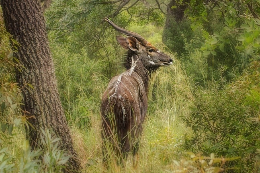 Nyala