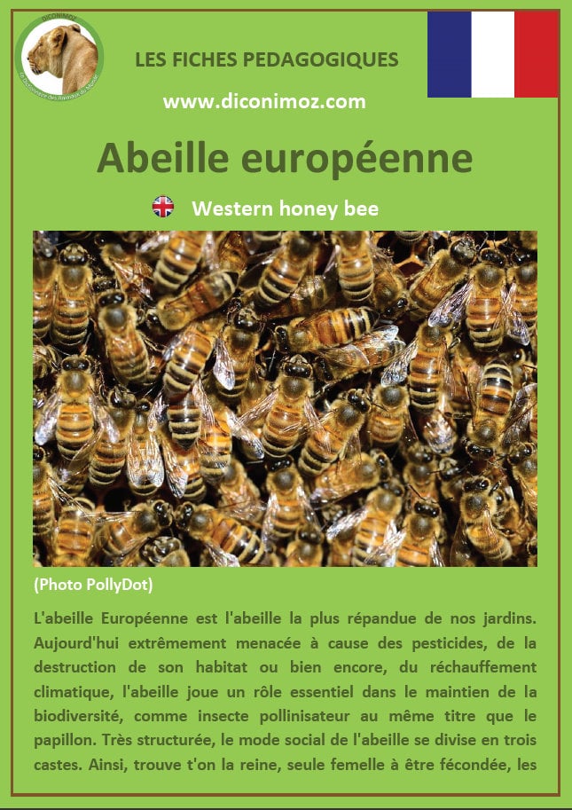 fiche animaux pedagogique pdf insectes abeille europeenne a telecharger et a imprimer