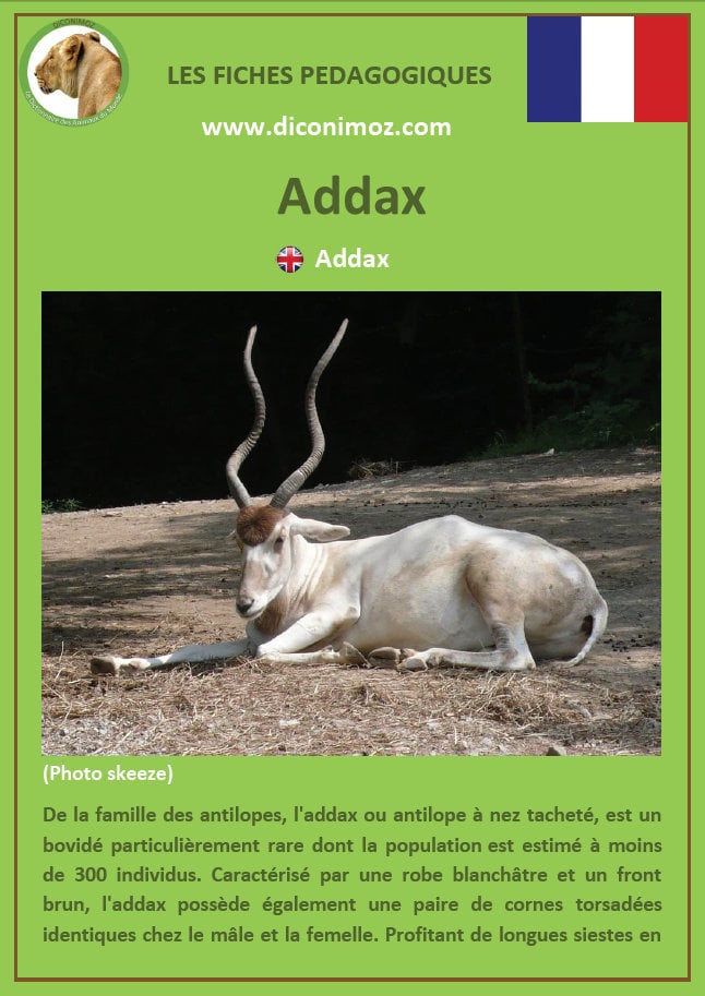 fiche animaux pedagogique pdf addax bovides afrique a telecharger et a imprimer