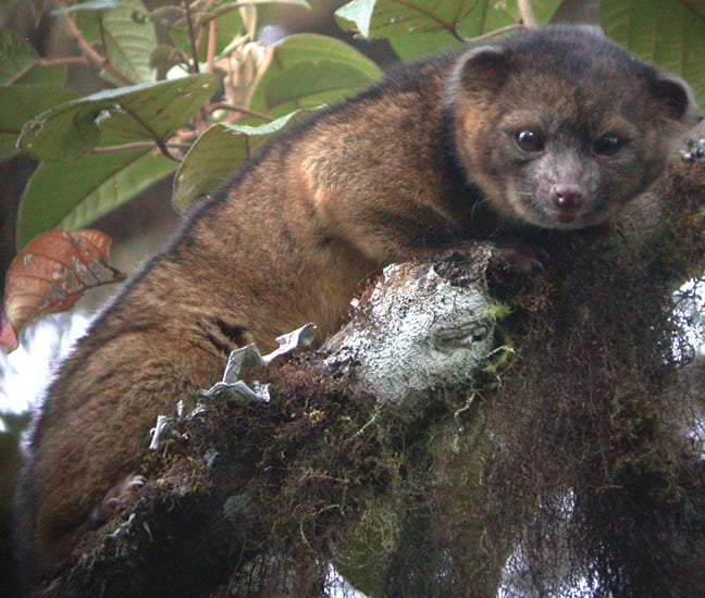 olinguito fiche animaux