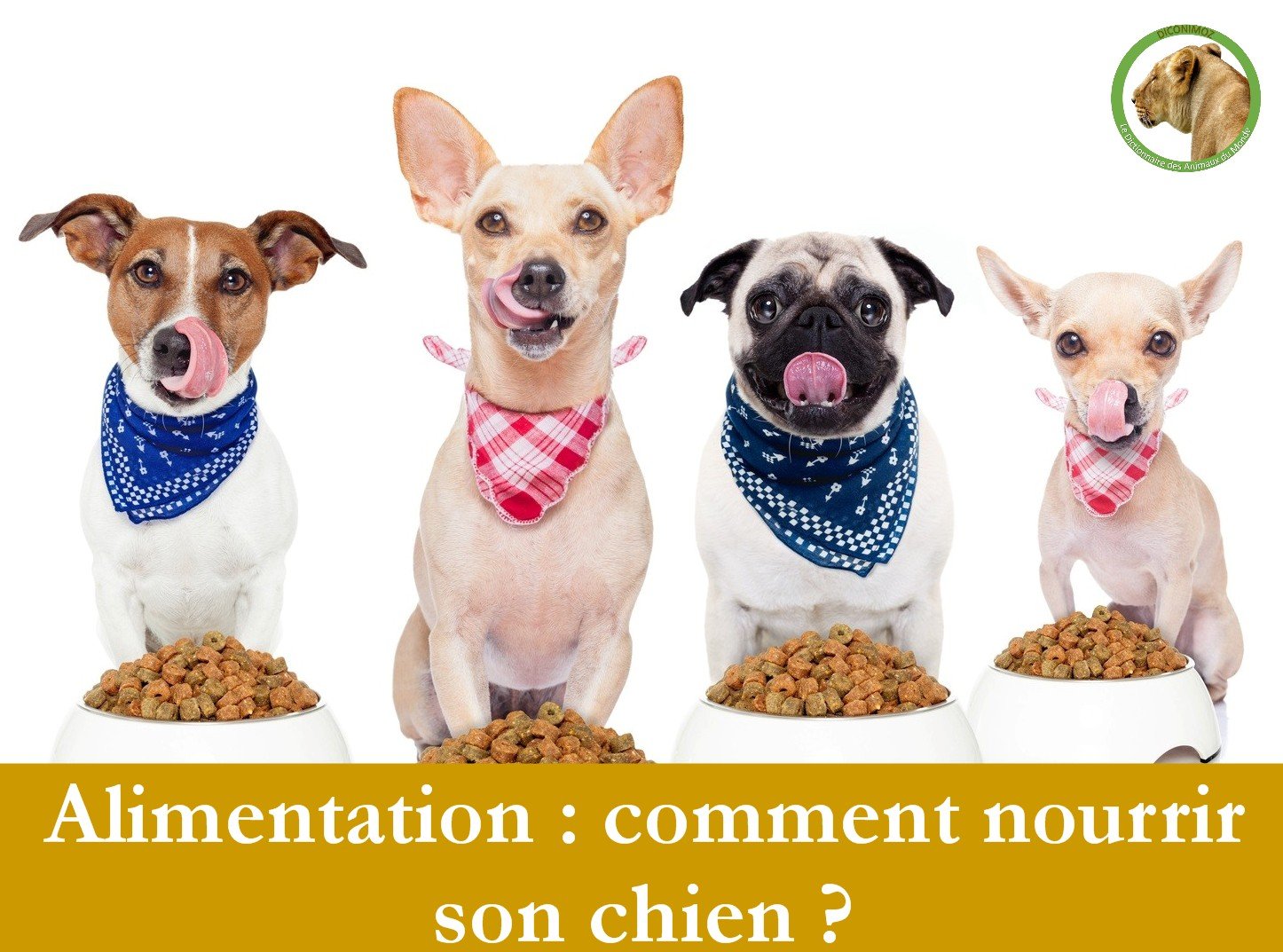 Alimentation : comment nourrir son chien ?