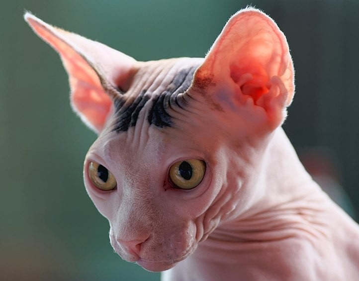 sphynx fiche chat comportement taille poids alimentation caractere origine