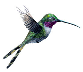 Image animaux detourée transparent sur fond blanc colibri fly bird png