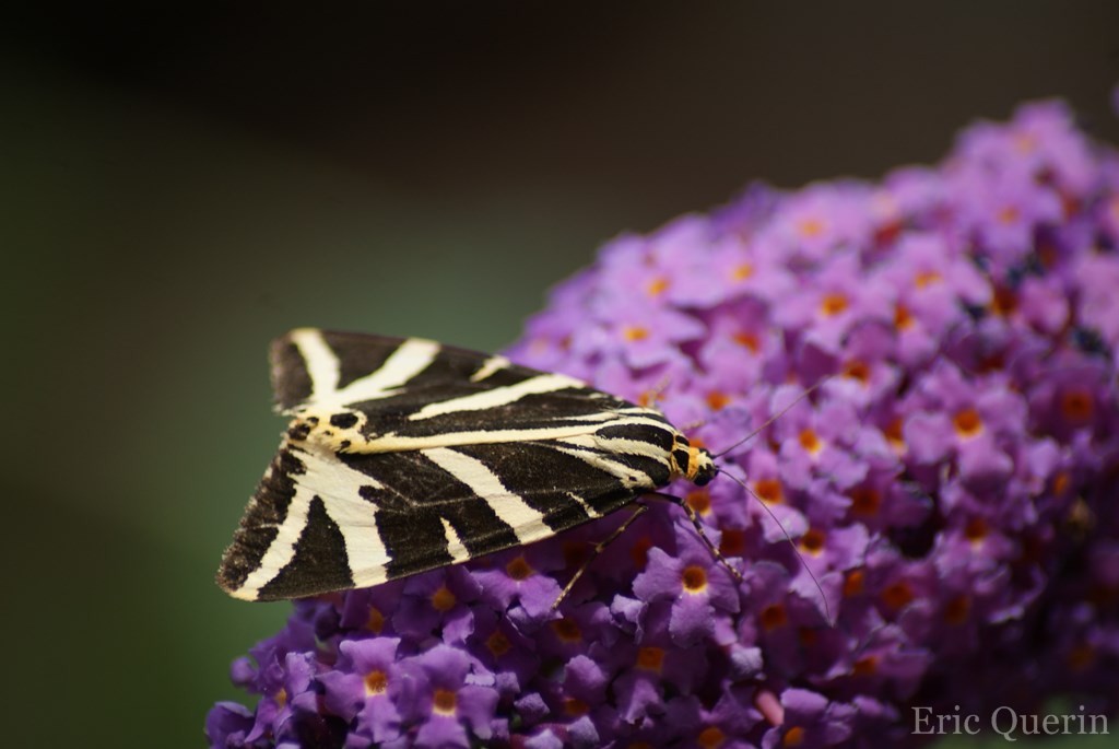 (Photo Eric Quérin)