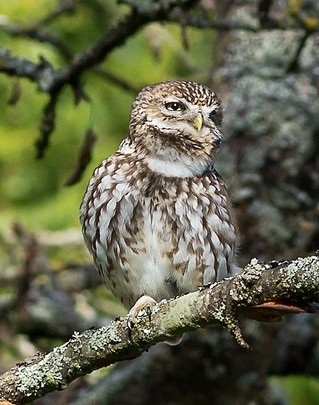 fiche animaux chouette cheveche