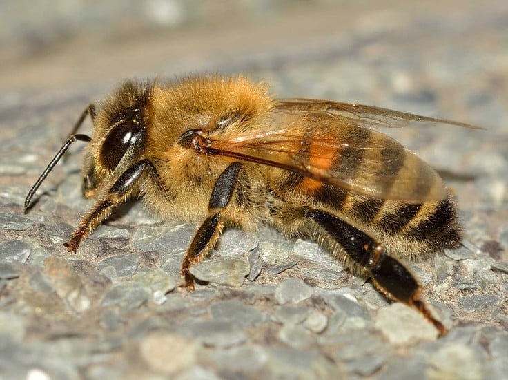 abeille fiche animaux insecte de nos jardins animal facts western honey bee insect