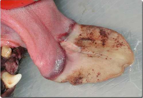 nécrose de la langue processionnaire du pin