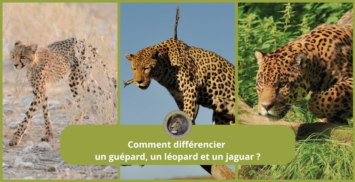 Comment différencier un guépard, un jaguar et un léopard ?